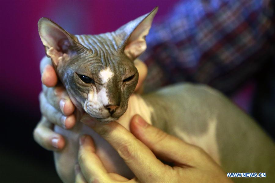 ROMANIA-BUCHAREST-FELINE CONTEST