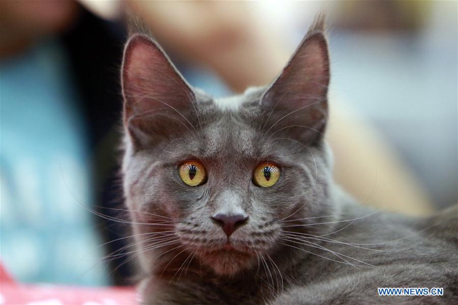 ROMANIA-BUCHAREST-FELINE CONTEST