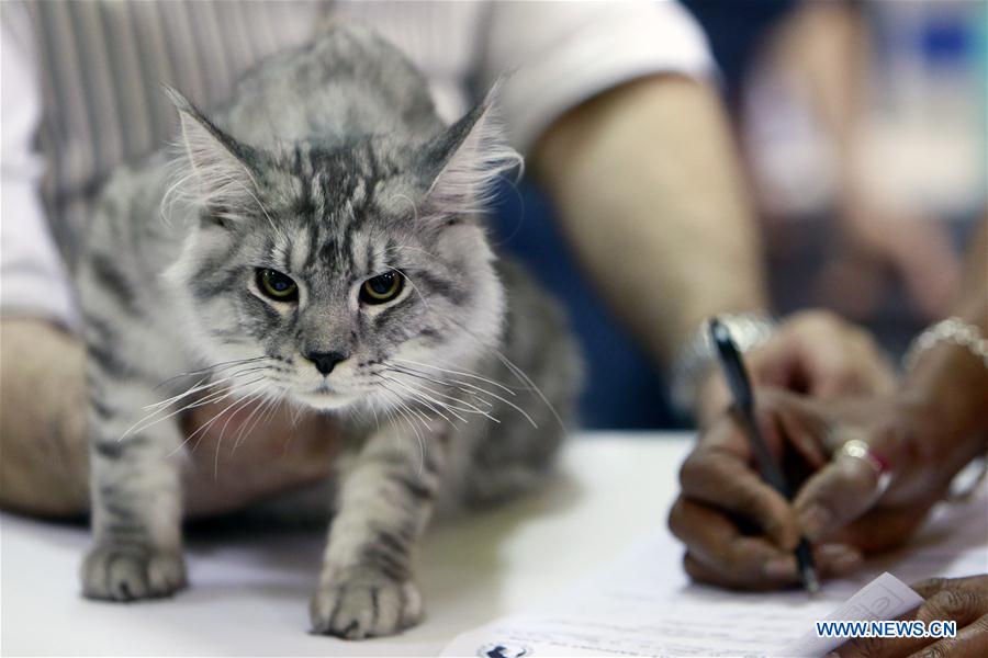 ROMANIA-BUCHAREST-FELINE CONTEST