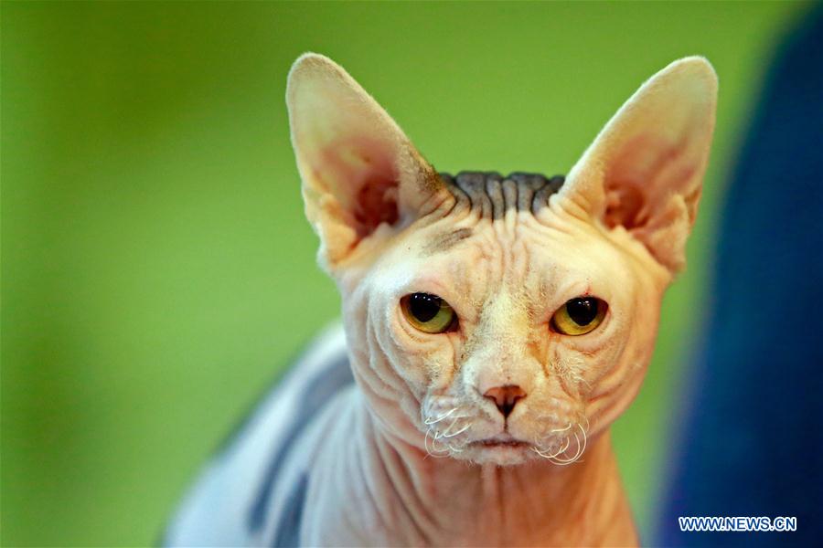 ROMANIA-BUCHAREST-FELINE CONTEST