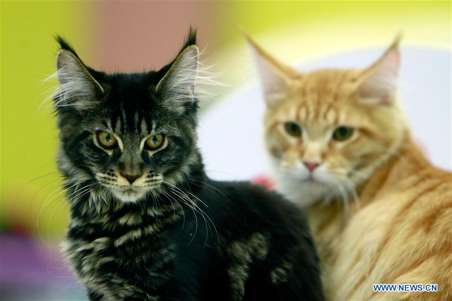 ROMANIA-BUCHAREST-FELINE CONTEST