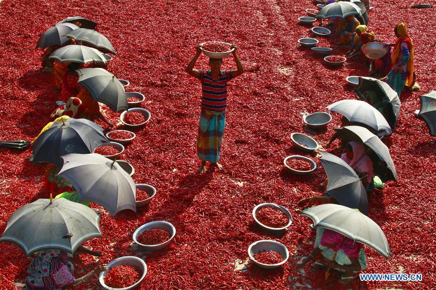 BANGLADESH-BOGRA-CHILI