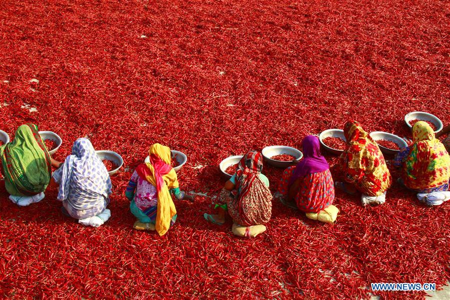 BANGLADESH-BOGRA-CHILI