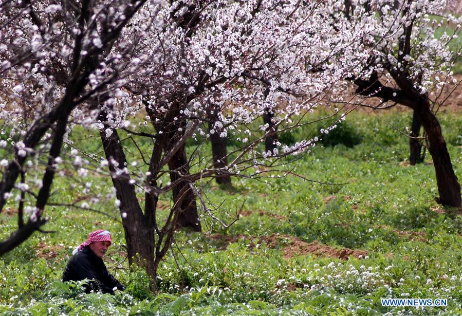 SYRIA-DAMASCUS-EASTERN GHOUTA-SPRING
