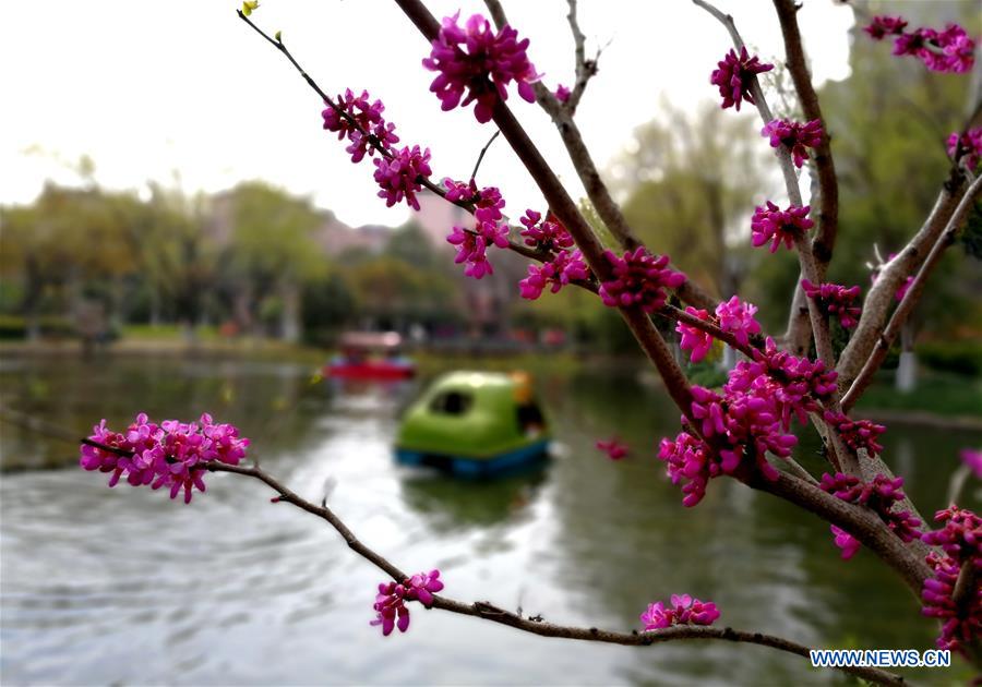 CHINA-SHANGHAI-SPRING SCENERY-BLOSSOMS (CN)