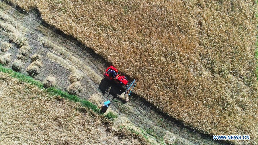 CHINA-TIBET-AGRICULTURE AND ANIMAL HUSBANDRY (CN)