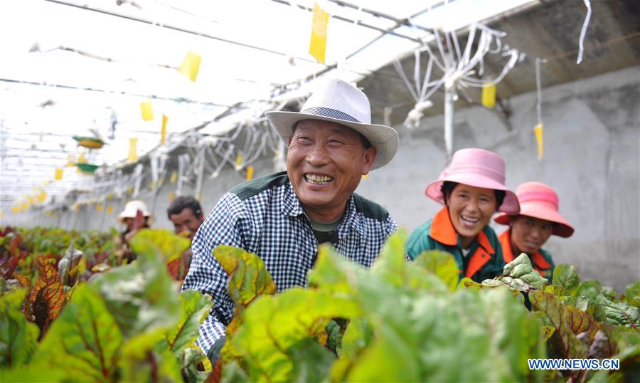 CHINA-TIBET-AGRICULTURE AND ANIMAL HUSBANDRY (CN)