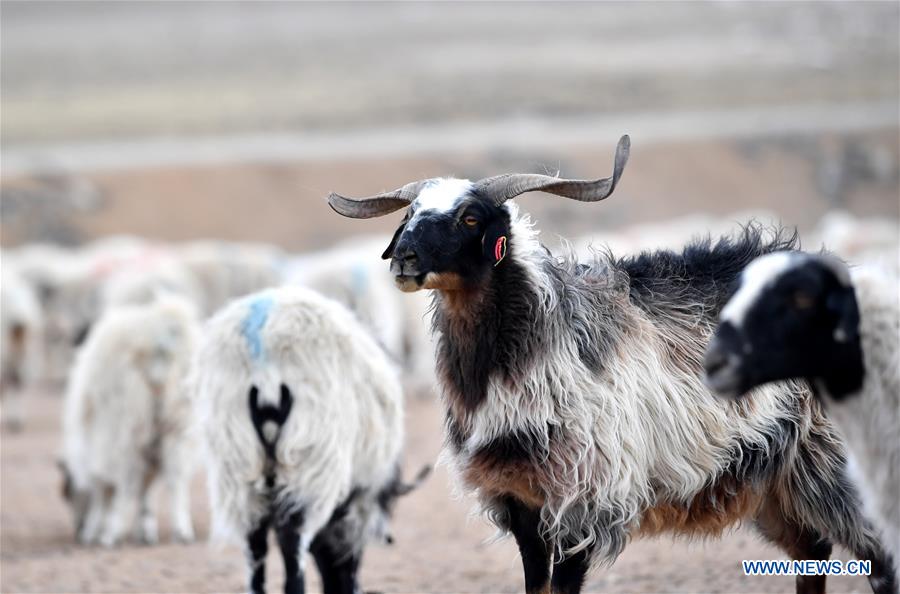 CHINA-TIBET-AGRICULTURE AND ANIMAL HUSBANDRY (CN)