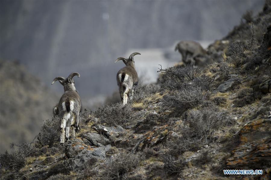 XINHUA PHOTOS OF THE DAY