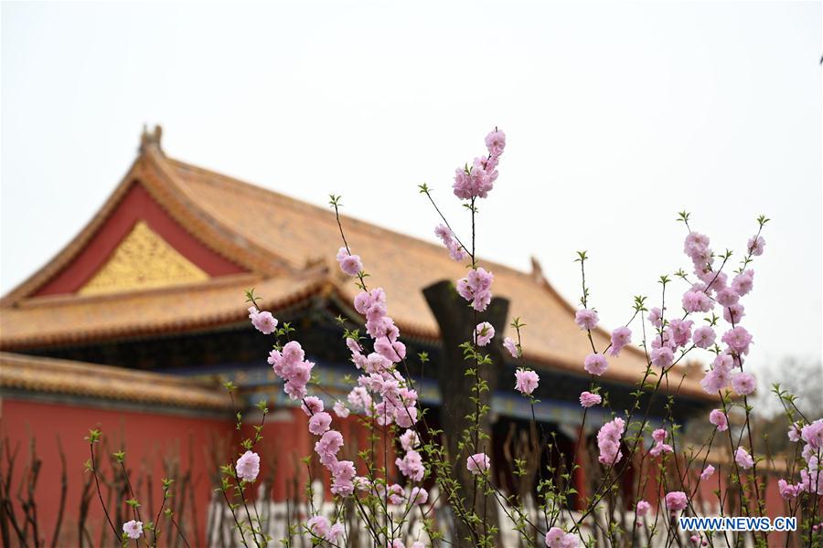 (InPalaceMuseum)CHINA-BEIJING-PALACE MUSEUM-FLOWERS (CN)