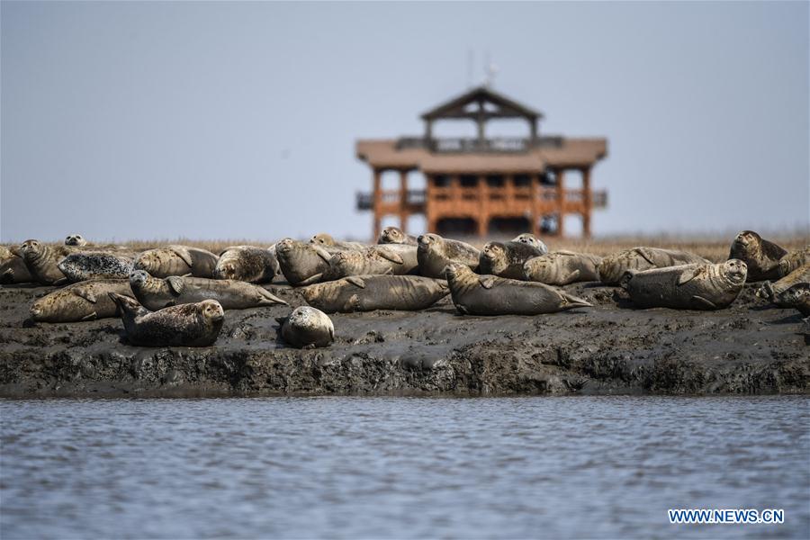 CHINA-LIAONING-PANJIN-SPOTTED SEALS (CN)