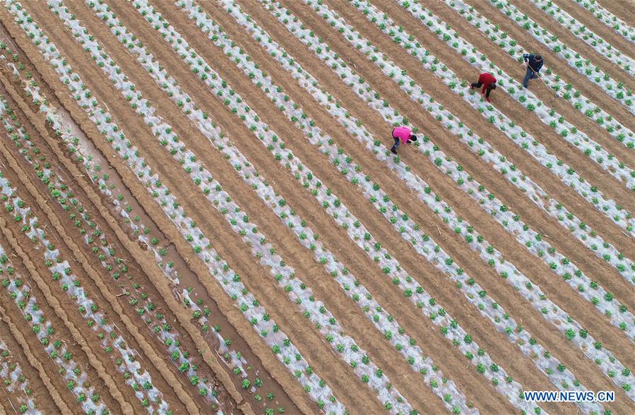 #CHINA-SHANDONG-FARM WORK (CN)