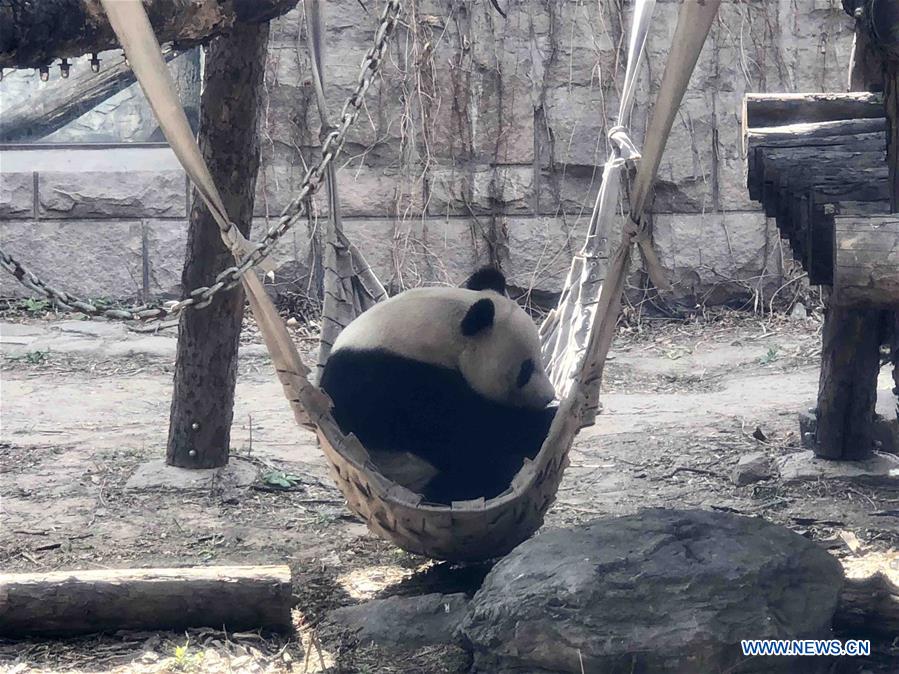 In pics: animals at Beijing Zoo - Xinhua 