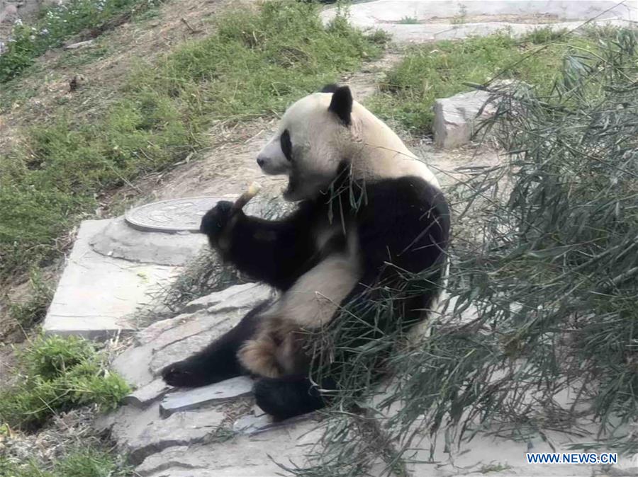 In pics: animals at Beijing Zoo - Xinhua 