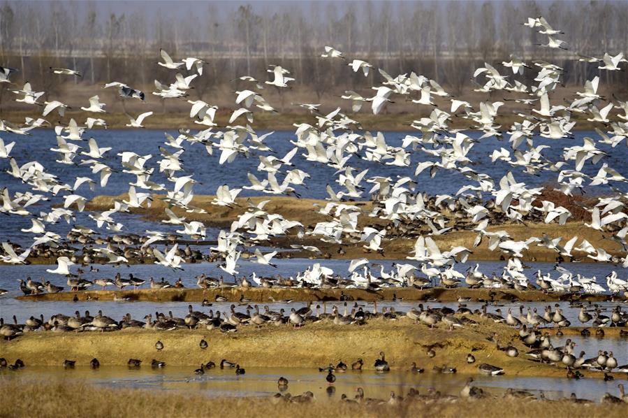 CHINA-WETLAND-PROTECTION (CN)