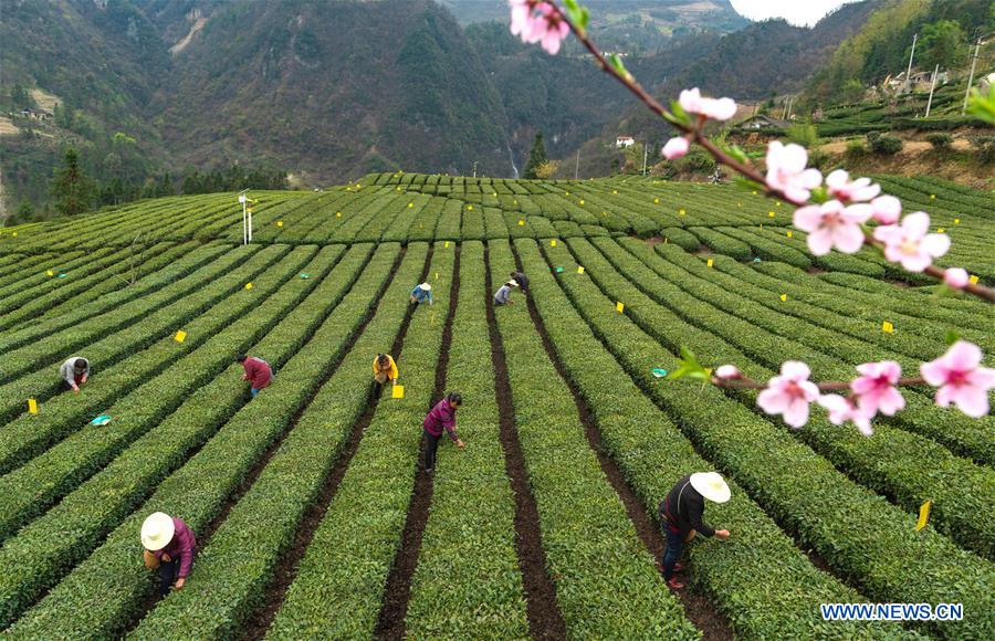 #CHINA-HUBEI-FARMERS-TEA-HARVEST (CN)