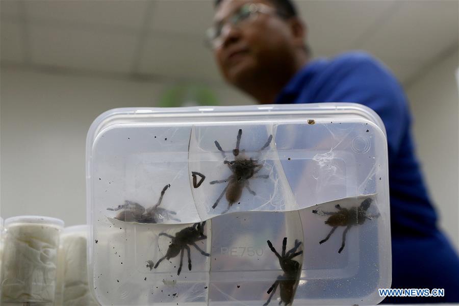 PHILIPPINES-QUEZON CITY-CONFISCATED VENOMOUS TARANTULAS