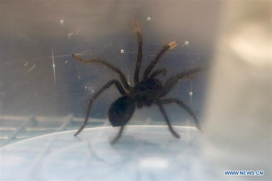 PHILIPPINES-QUEZON CITY-CONFISCATED VENOMOUS TARANTULAS