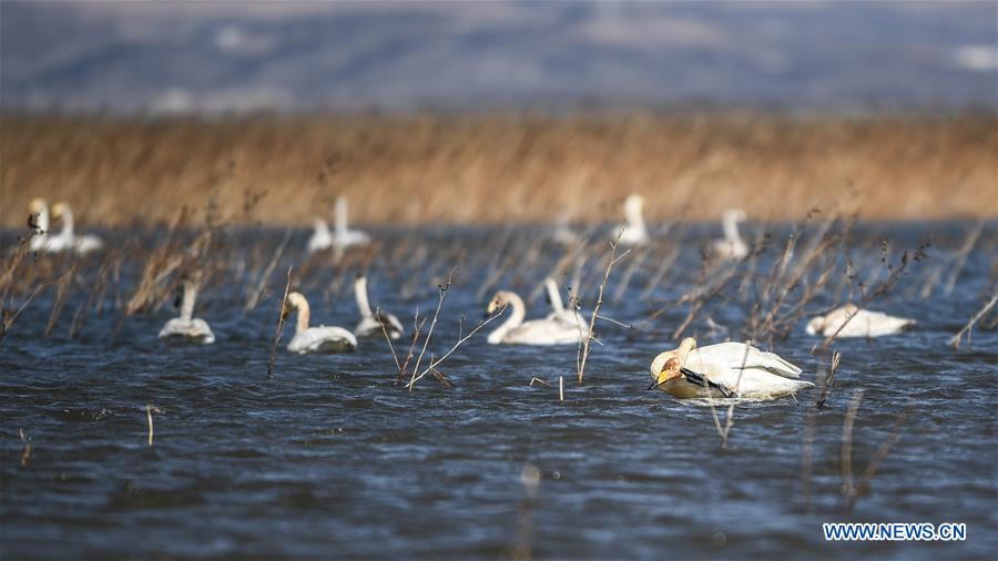 CHINA-LIAONING-RESERVOIR-SWANS (CN)