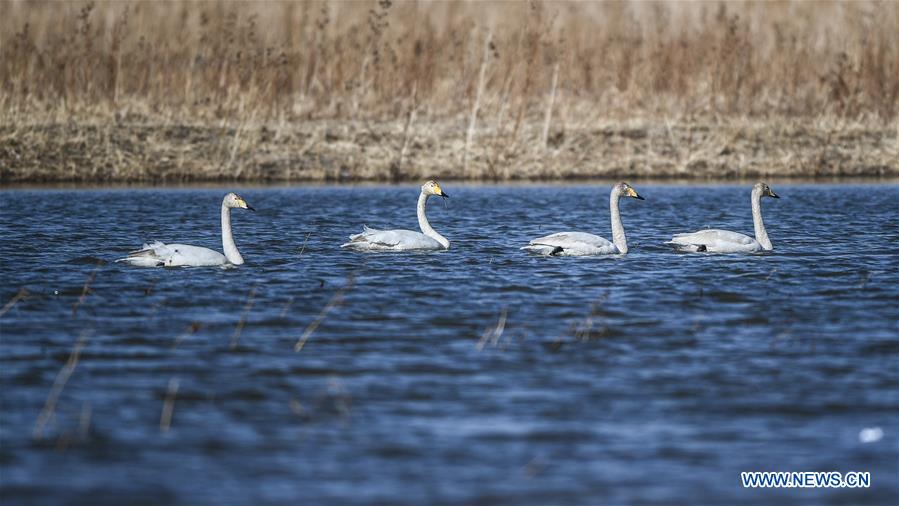 CHINA-LIAONING-RESERVOIR-SWANS (CN)