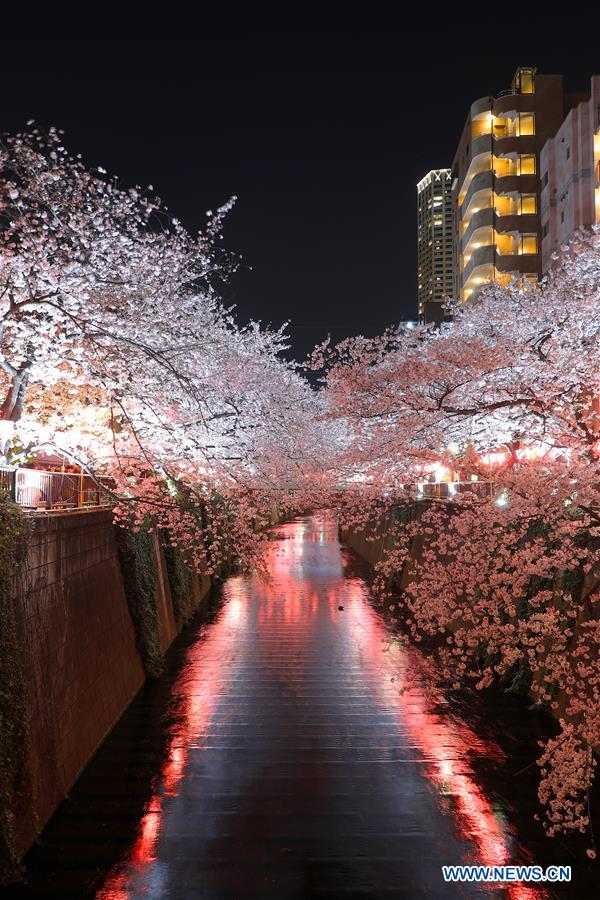 JAPAN-TOKYO-MEGURO RIVER-CHERRY BLOSSOM