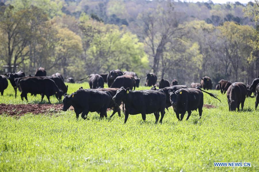 U.S.-ATLANTA-AGRICULTURAL OFFICIAL-INTERVIEW