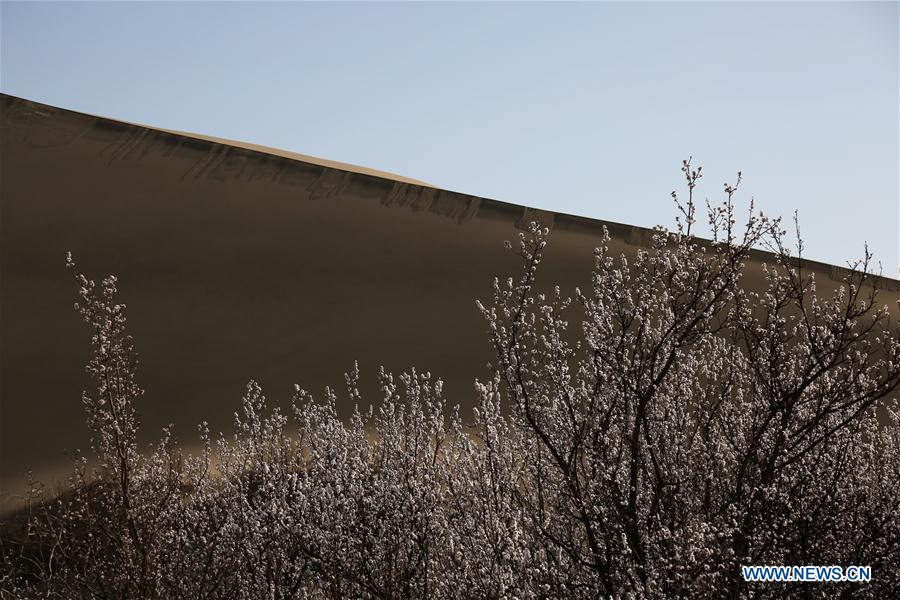 #CHINA-DUNHUANG-APRICOT FLOWERS (CN)