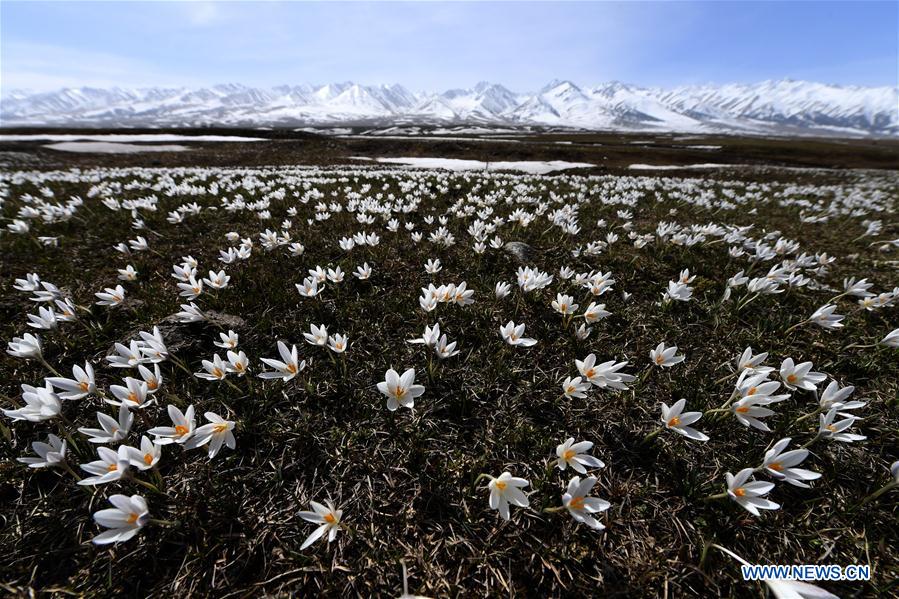 CHINA-XINJIANG-XINYUAN-LILY FLOWERS (CN)
