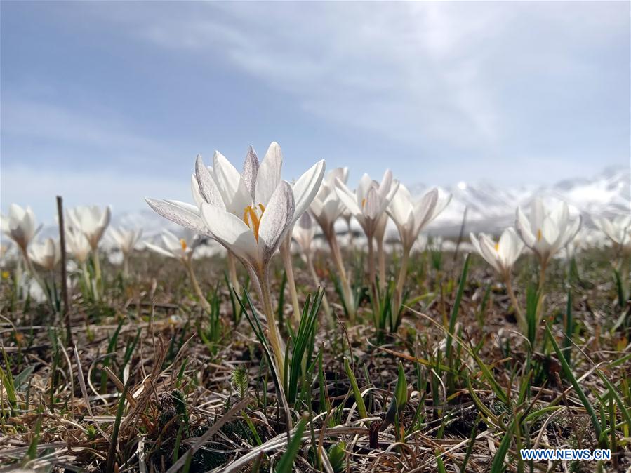 CHINA-XINJIANG-XINYUAN-LILY FLOWERS (CN)