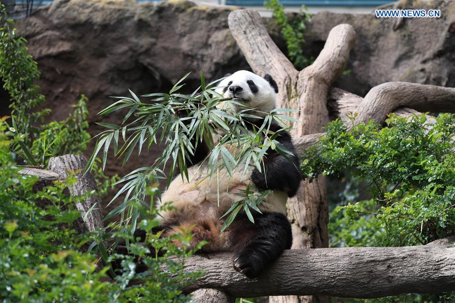 Giant Panda  San Diego Zoo Animals & Plants