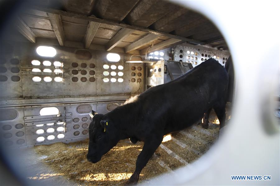 Xinhua Headlines: American cattle farmers eager to sell quality beef to China