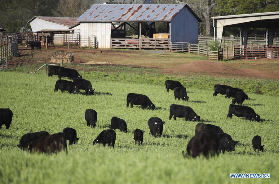 Xinhua Headlines: American cattle farmers eager to sell quality beef to China