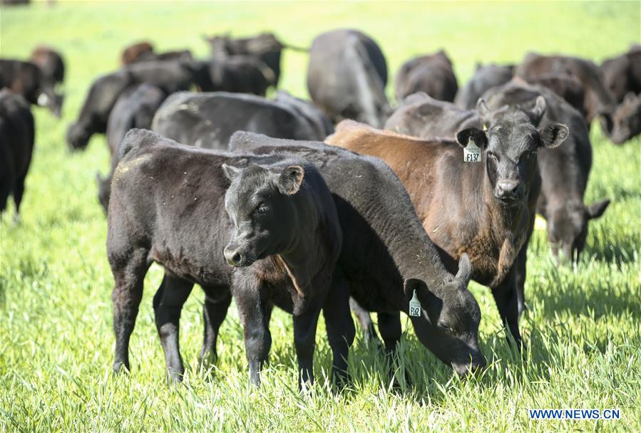 Xinhua Headlines: American cattle farmers eager to sell quality beef to China