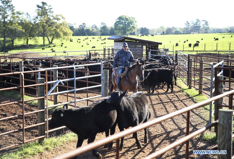 Xinhua Headlines: American cattle farmers eager to sell quality beef to China