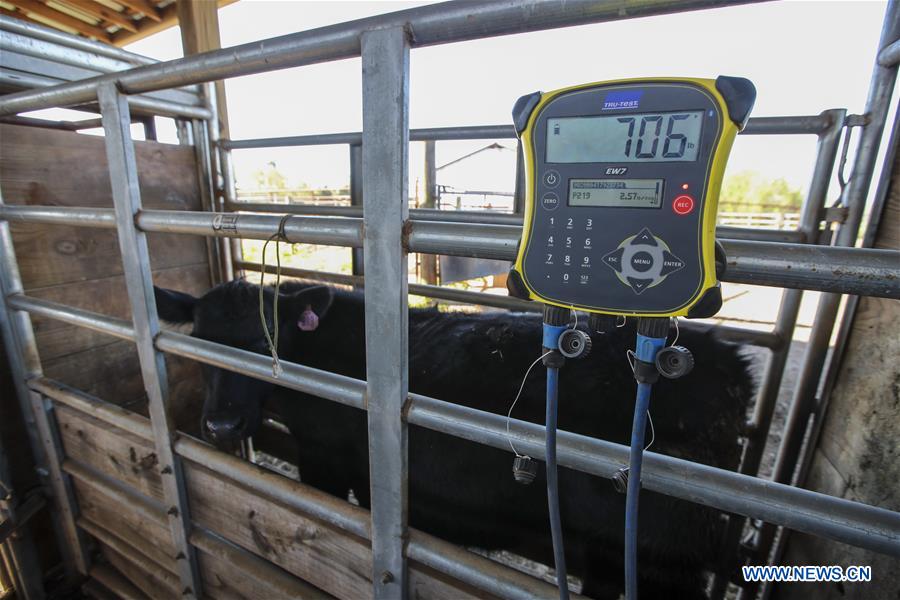 Xinhua Headlines: American cattle farmers eager to sell quality beef to China