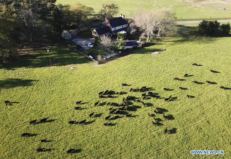 Xinhua Headlines: American cattle farmers eager to sell quality beef to China