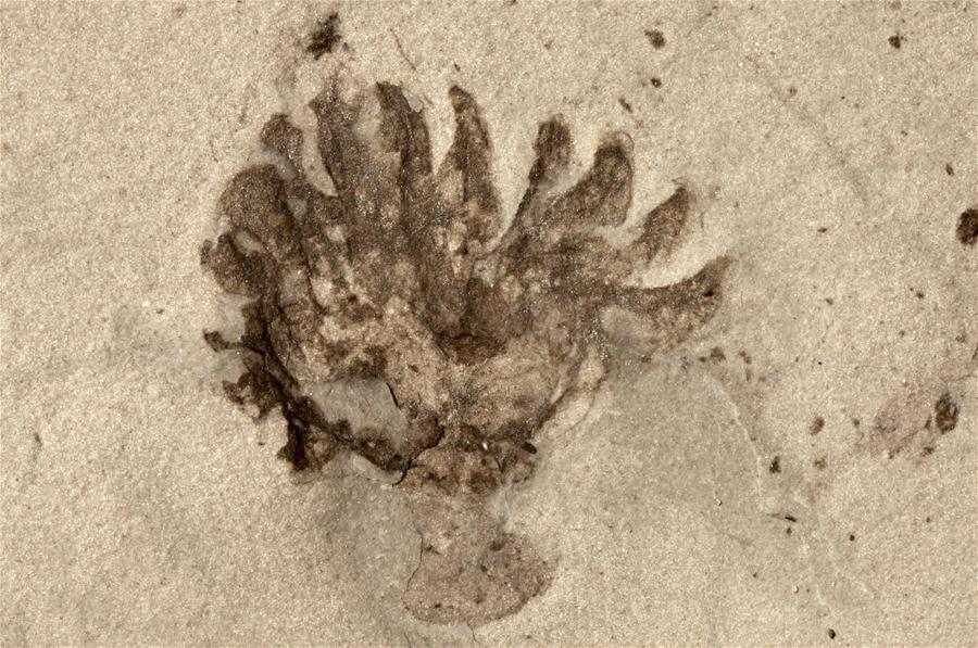 Xinhua Headlines: Newly-discovered trove of Cambrian fossils in China reveals early animal life