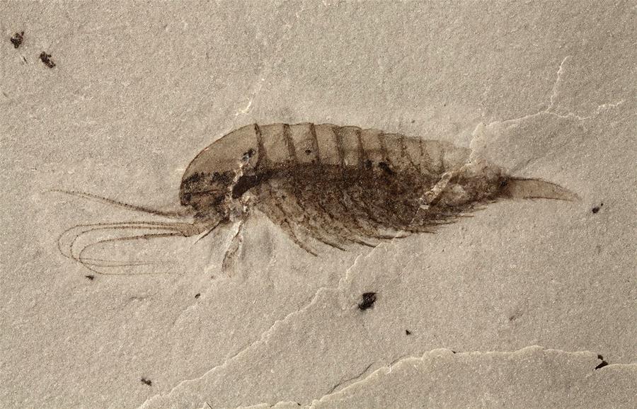 Xinhua Headlines: Newly-discovered trove of Cambrian fossils in China reveals early animal life