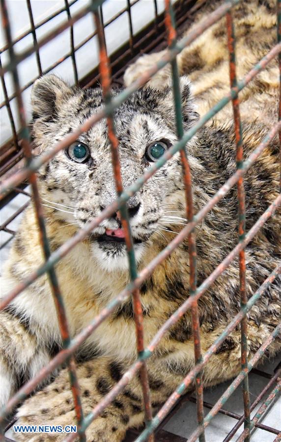 CHINA-SNOW LEOPARD-PROTECTION(CN)