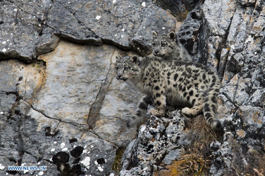 CHINA-SNOW LEOPARD-PROTECTION(CN)