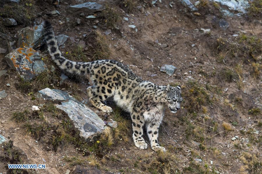 CHINA-SNOW LEOPARD-PROTECTION(CN)