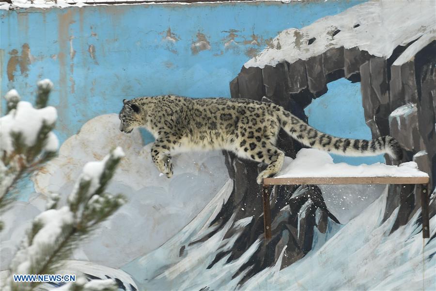 CHINA-SNOW LEOPARD-PROTECTION(CN)