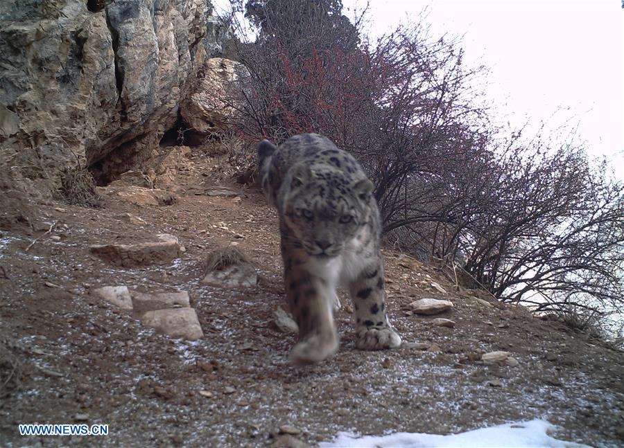 CHINA-SNOW LEOPARD-PROTECTION(CN)