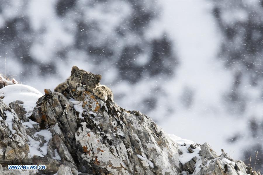 CHINA-SNOW LEOPARD-PROTECTION(CN)