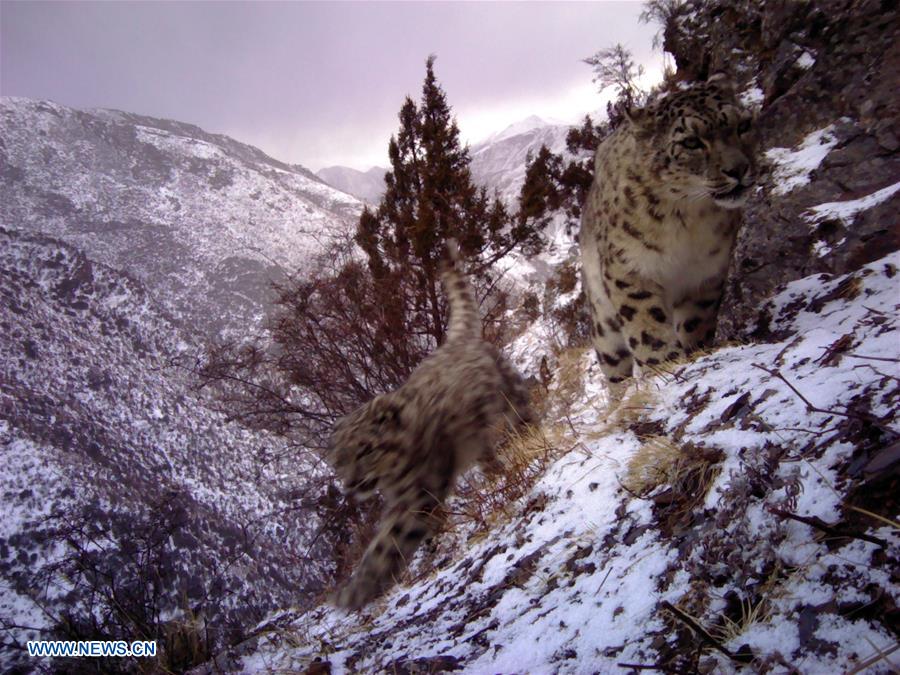 CHINA-SNOW LEOPARD-PROTECTION(CN)