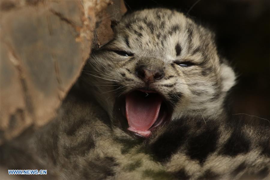 CHINA-SNOW LEOPARD-PROTECTION(CN)