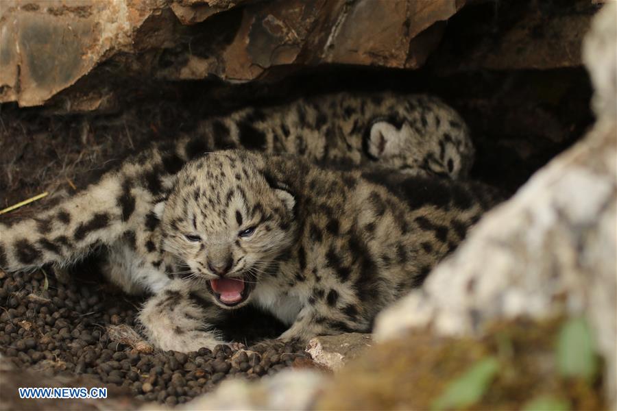 CHINA-SNOW LEOPARD-PROTECTION(CN)