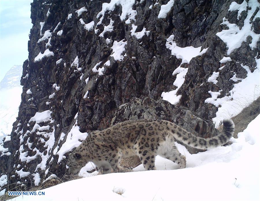 CHINA-SNOW LEOPARD-PROTECTION(CN)