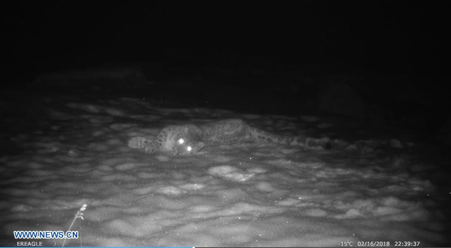 CHINA-SNOW LEOPARD-PROTECTION(CN)
