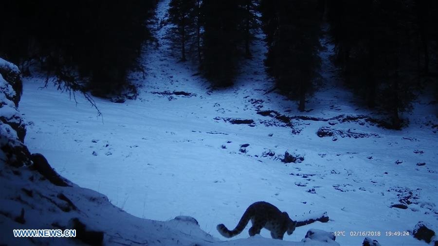 CHINA-SNOW LEOPARD-PROTECTION(CN)